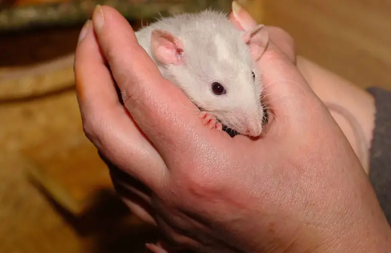 pet rat being held by a person