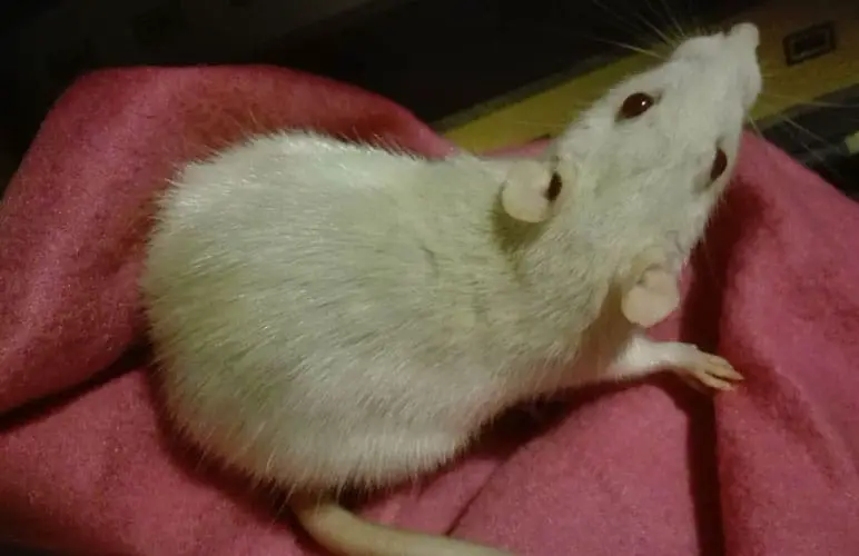 pet rat with yellow fur, learn what to do if your pet rat has yellow fur!