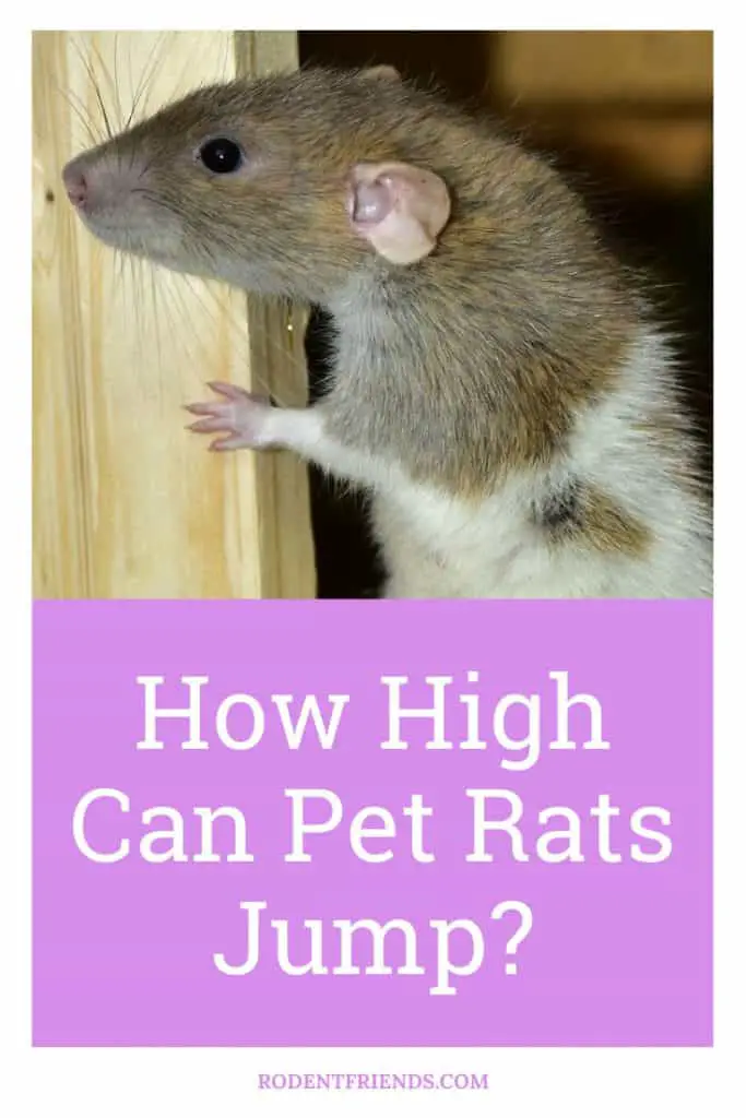 how high can pet rats jump, pinterest cover