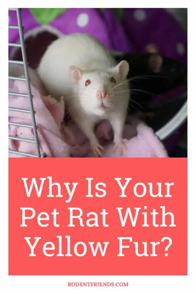 Yellow Fur In Pet Rats, Pinterest Cover