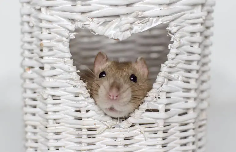 pet rat sneaking up, with a happy personality