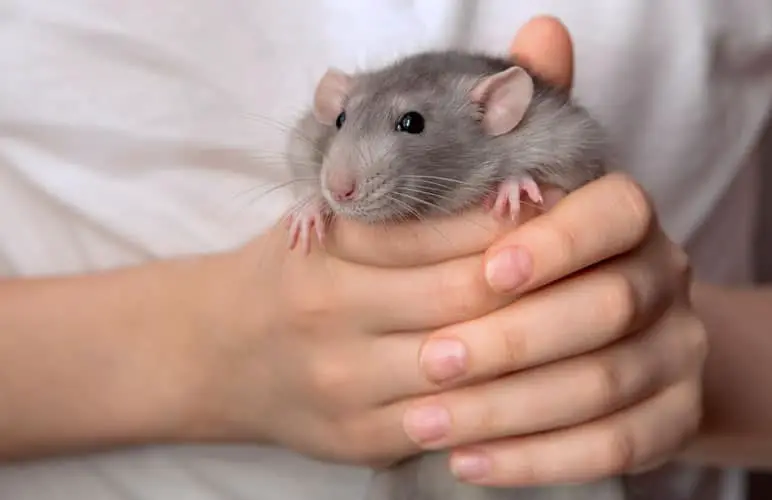 pet rat being held by a person, not squeaking
