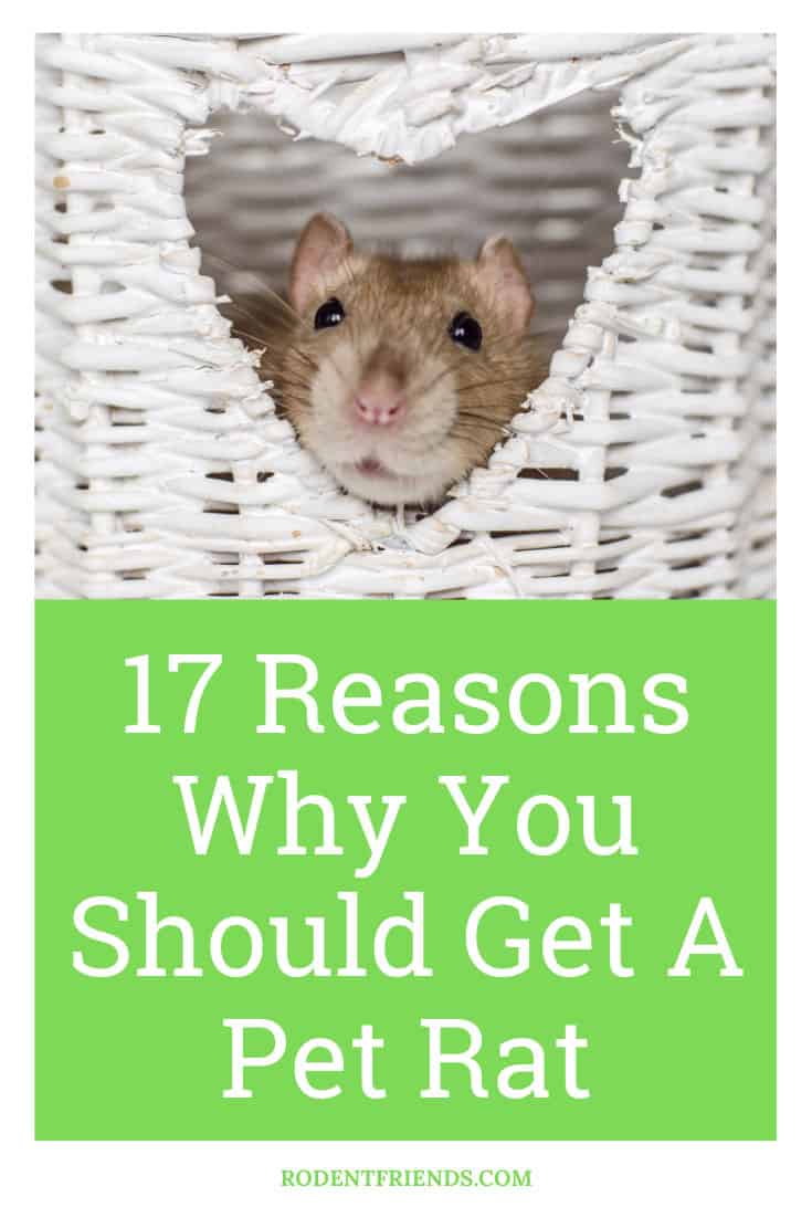 17 Reasons Why You Should Get A Pet Rat Today! - Rodent Friends