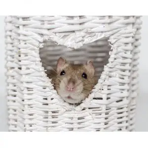 17 Reasons Why You Should Get A Pet Rat Today!