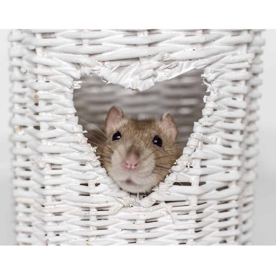 Are Your Pet Rats Bored? 10 Easy Ways To Entertain Pet Rats