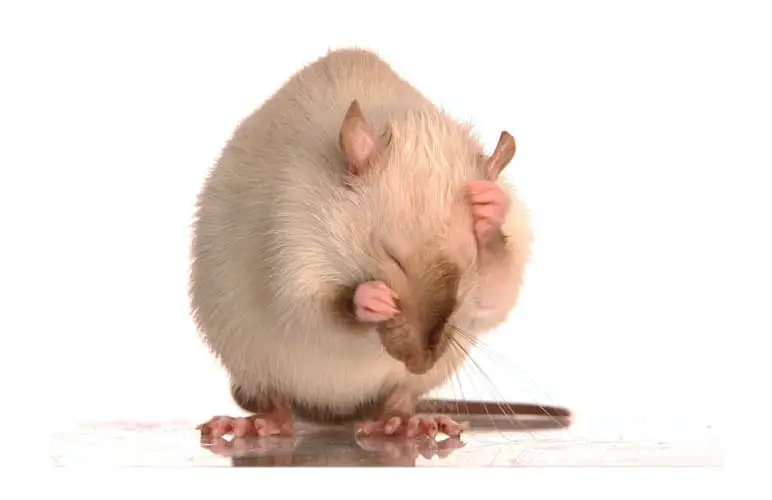 pet rat grooming itself, pet rats are very clean rodents!