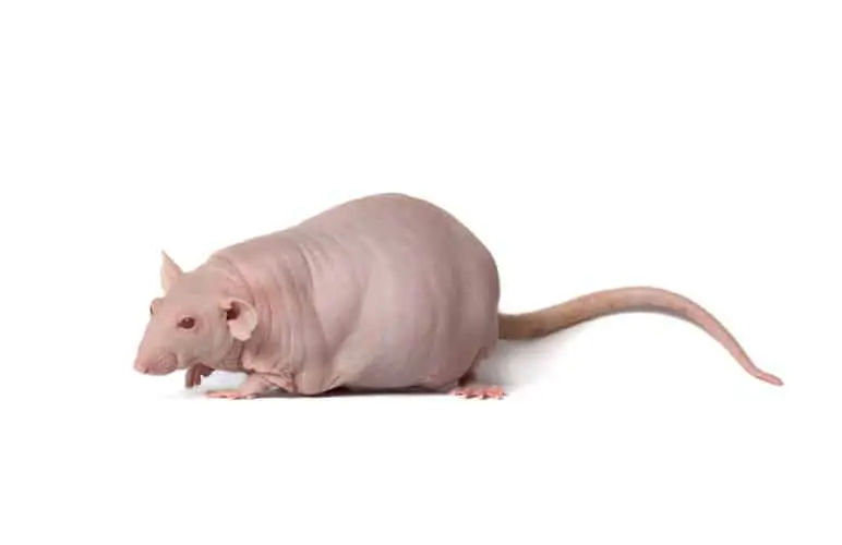 a hairless pet rat, one of many pet rat breeds