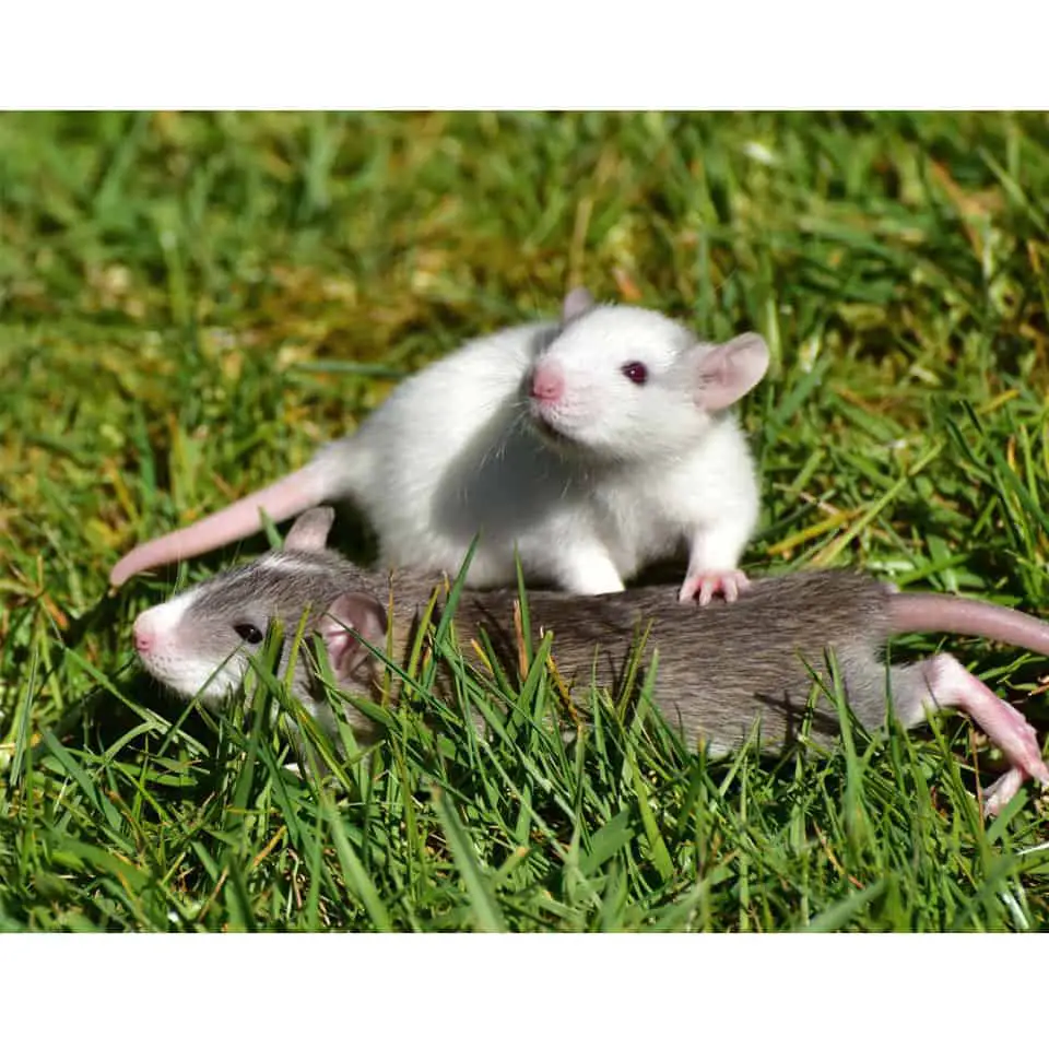 4 Reasons Why Your Pet Rats Are Fighting! Rodent Friends