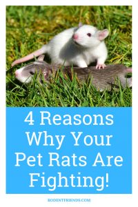 4 Reasons Why Your Pet Rats Are Fighting! - Rodent Friends