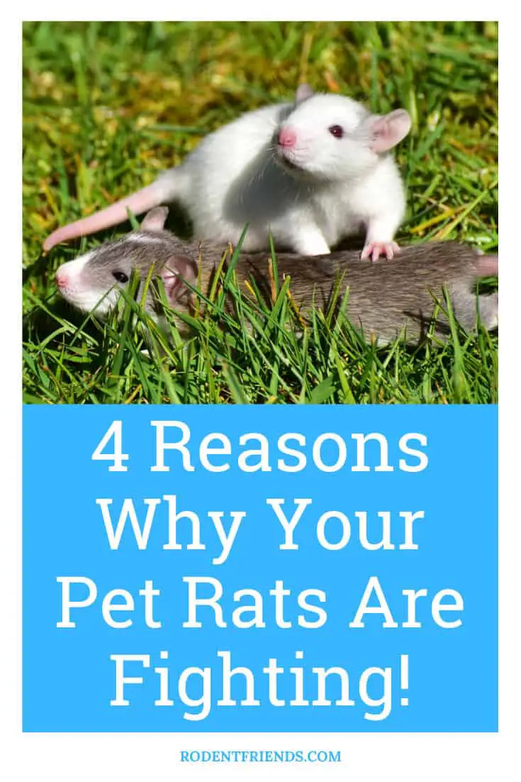4 Reasons Why Your Pet Rats Are Fighting! Rodent Friends
