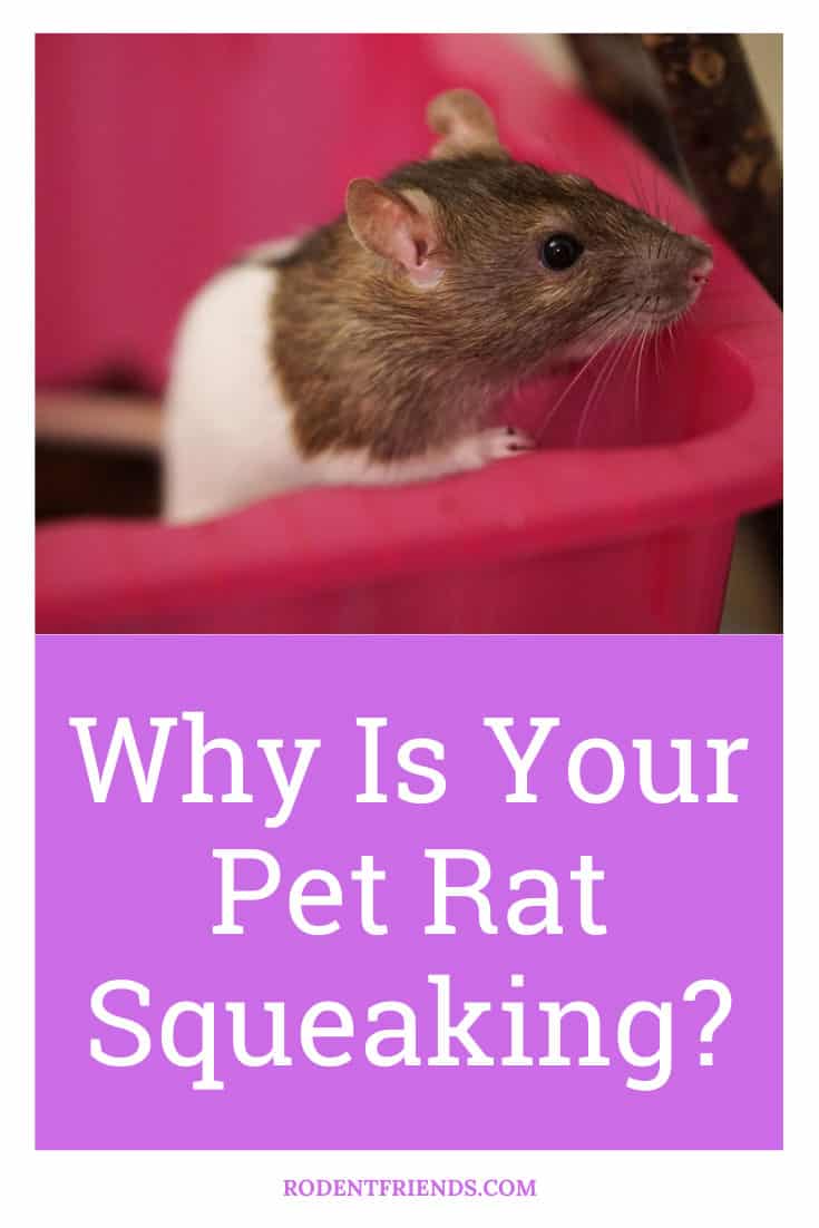 Your Pet Rat Squeaked? This Is What It Means! - Rodent Friends