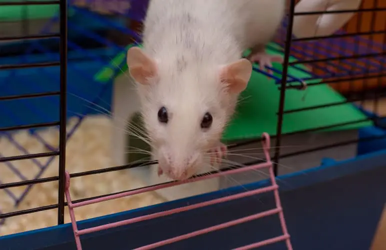 white pet rat sneaking out of their cage