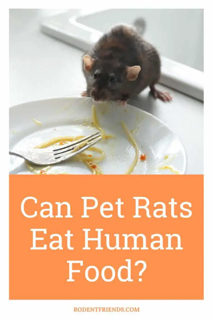 Can Pet Rats Eat Human Food? Pinterest Cover