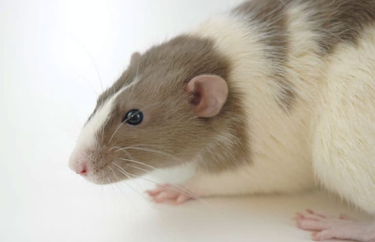 Your Rat's Eye Is Bulging Or Popping Out? Read This.