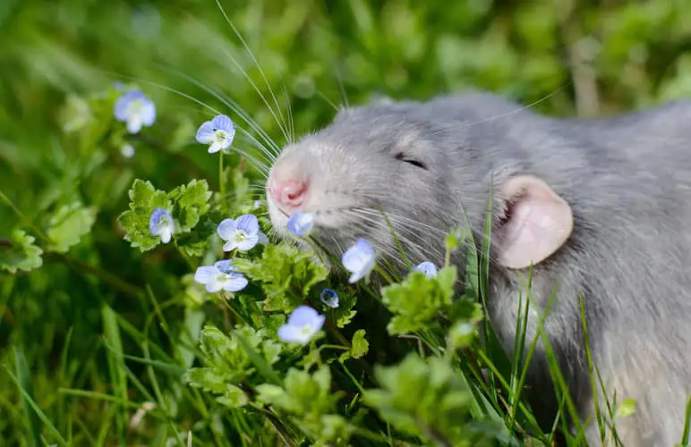 pet rat in the middle of flowers