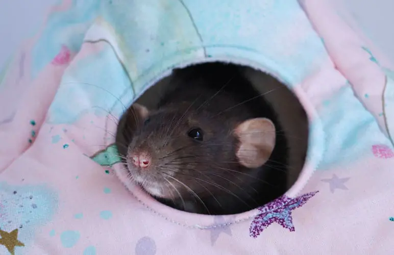 diy option for making your own hammocks for your pet rats