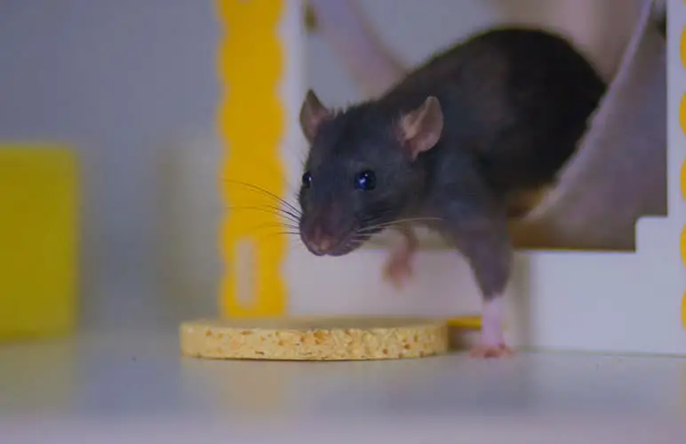 pet rat exploring the outside world, free roaming