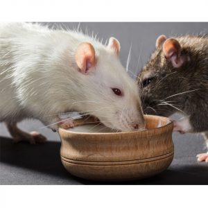 Can I Feed My Rat Yogurt Thumbnail