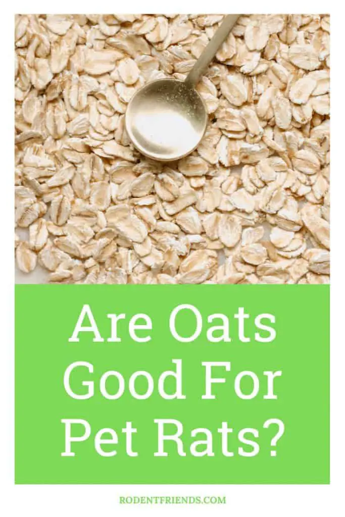 are oats good for pet rats, pinterest cover