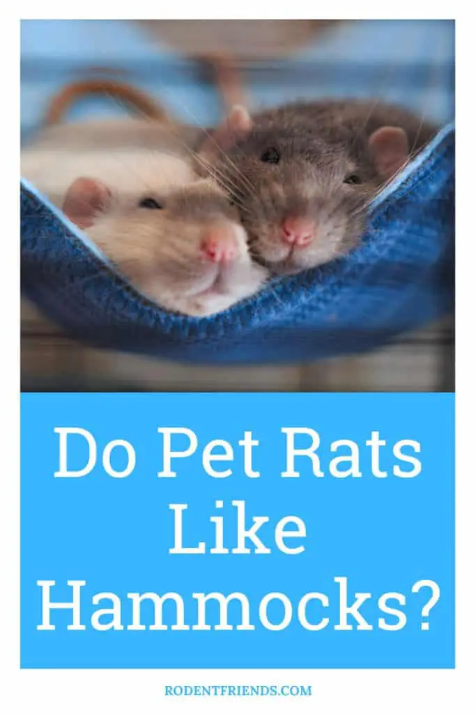 do pet rats like hammocks, pinterest cover