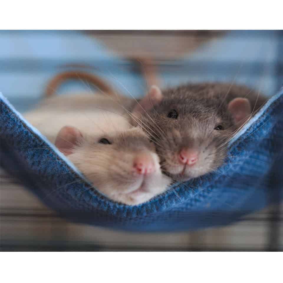 Rodent Friends A Place To Learn About Pet Rats, Hamsters, Rabbits And
