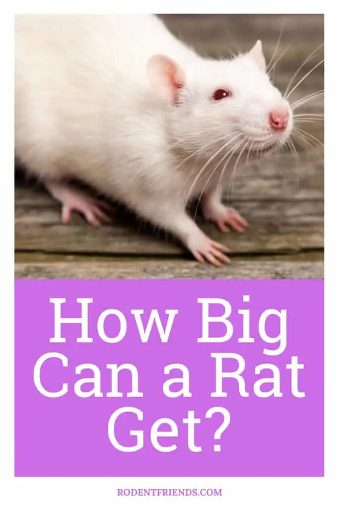 how big can a rat get, pinterest cover