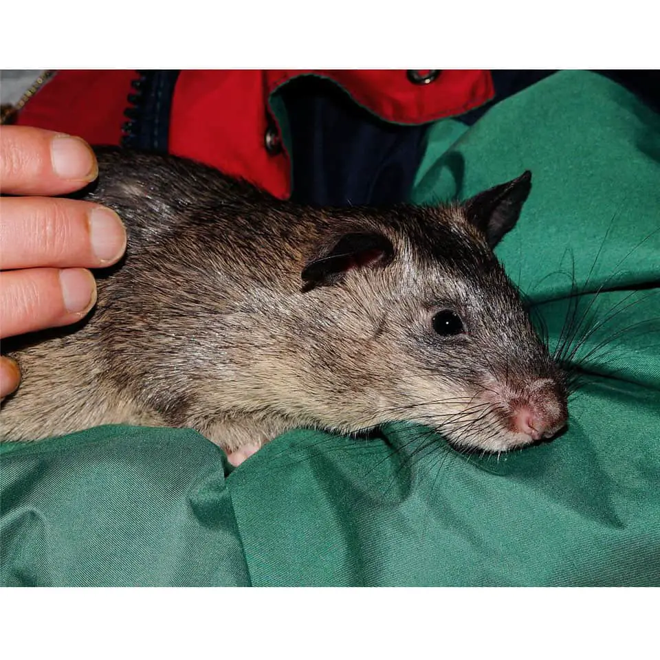How Long Do Giant Pouched Rats Live Thumbnail