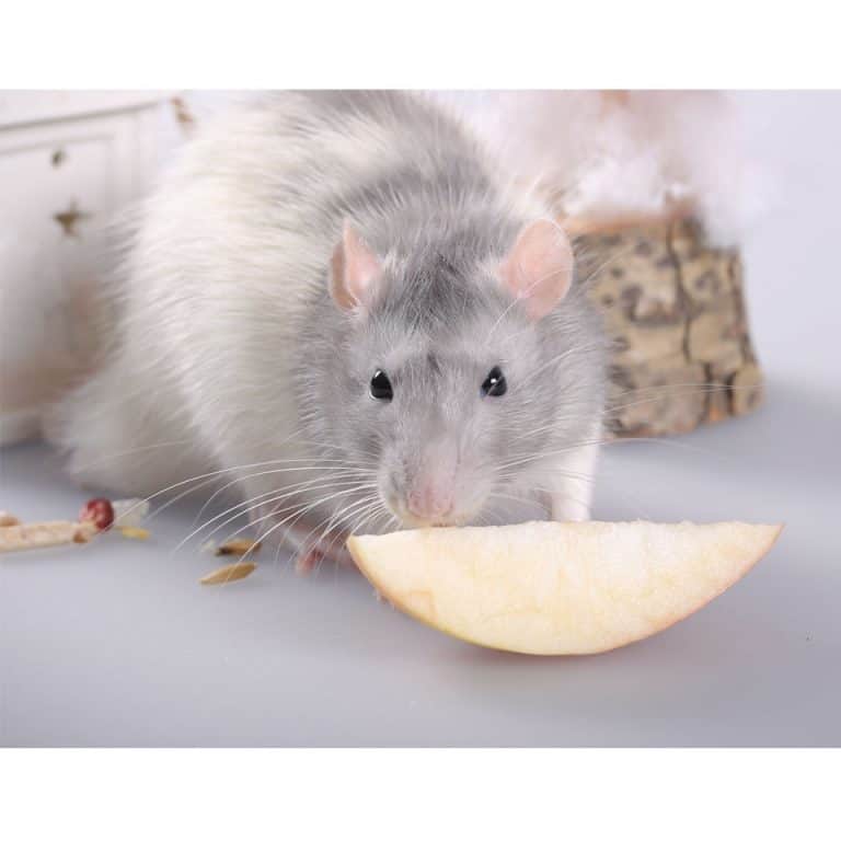 6 Best Pet Rat Recipes To Feed Your Rat! (Homemade And More)