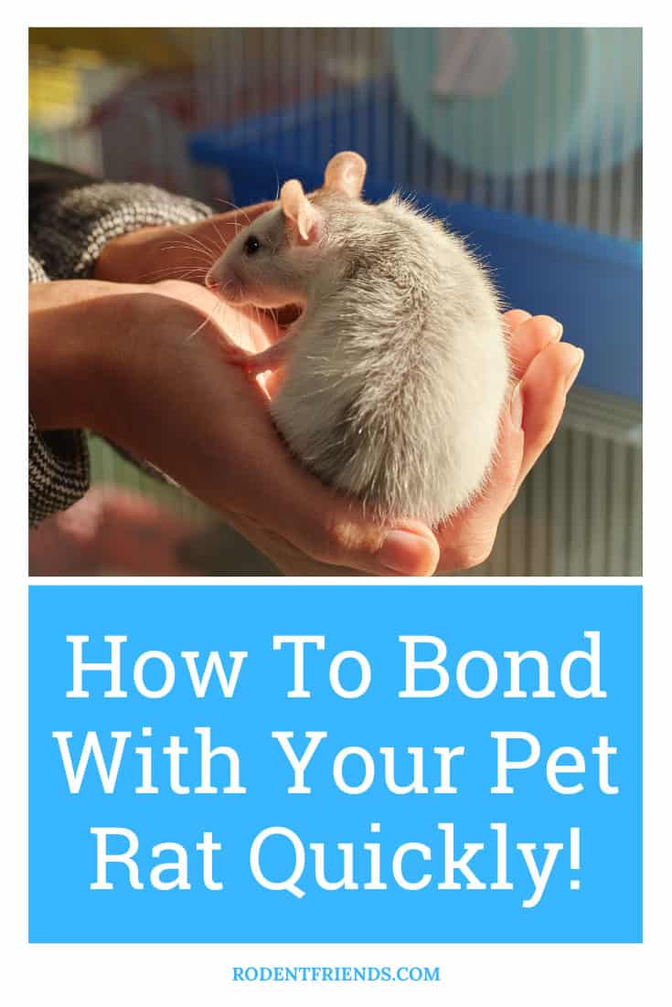 How To Bond With Your Pet Rat Quickly! (+ How Long It Takes) - Rodent ...