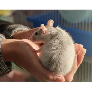 How To Bond With Your Pet Rat Quickly! (+ How Long It Takes)