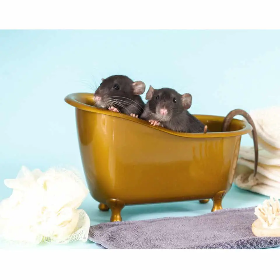 How To Make Your Homemade Rat Shampoo Thumbnail