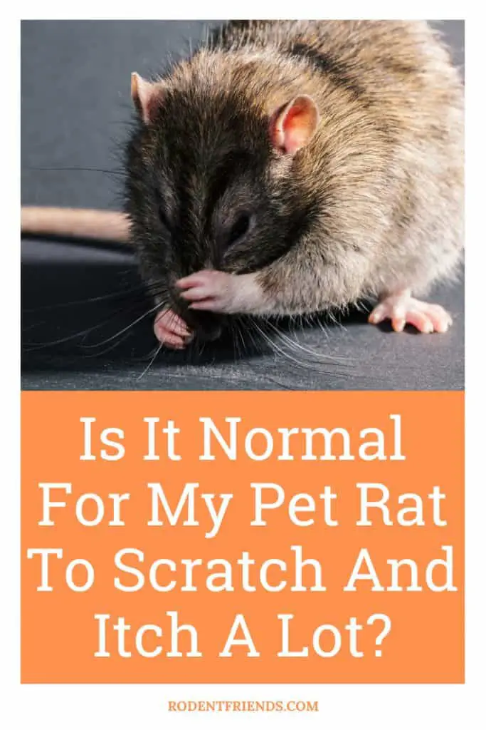 is it normal for my pet rat to scratch and itch a lot, pinterest cover