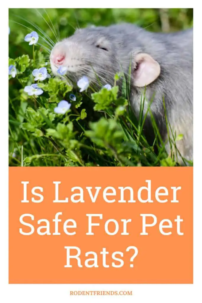 is lavender safe for pet rats, pinterest cover