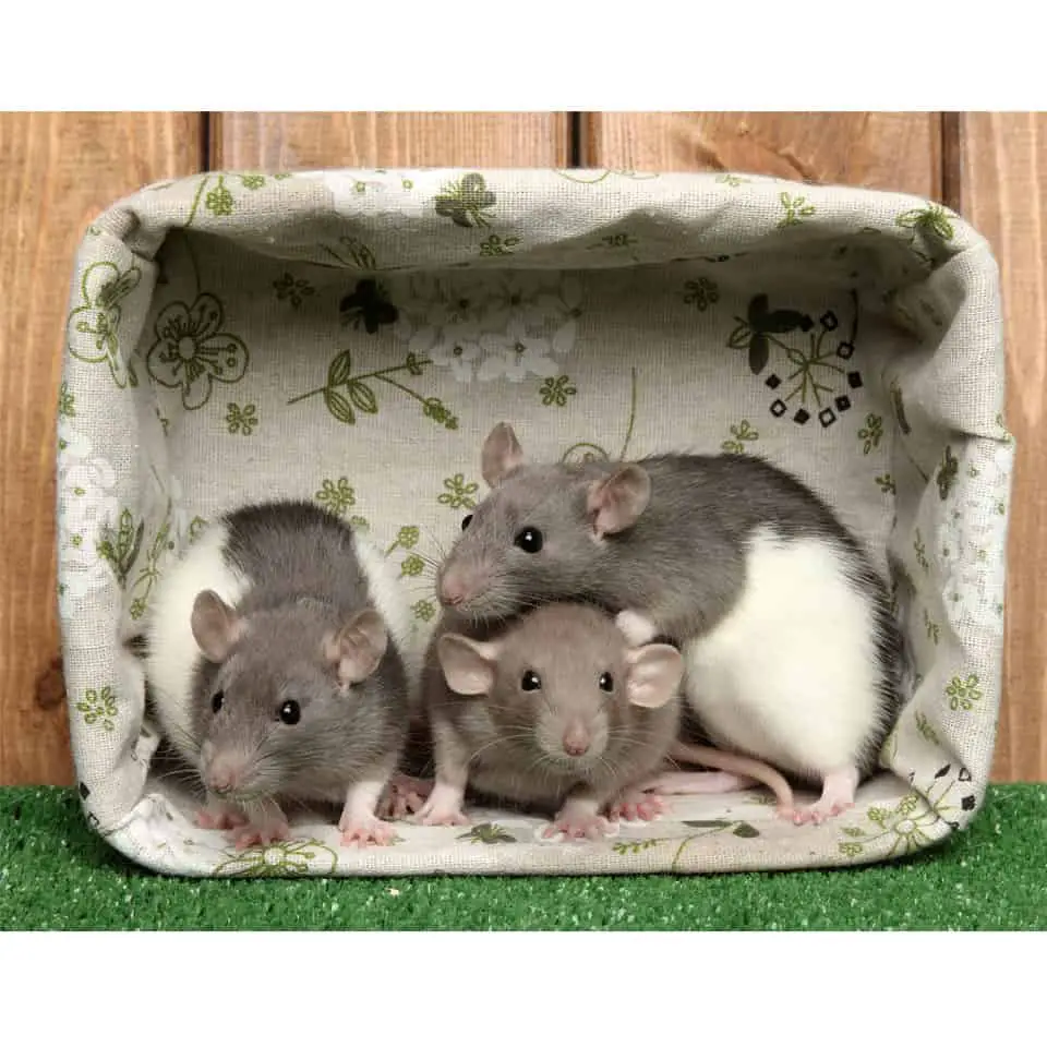 The Best Pet Rat Toys Thumbnail