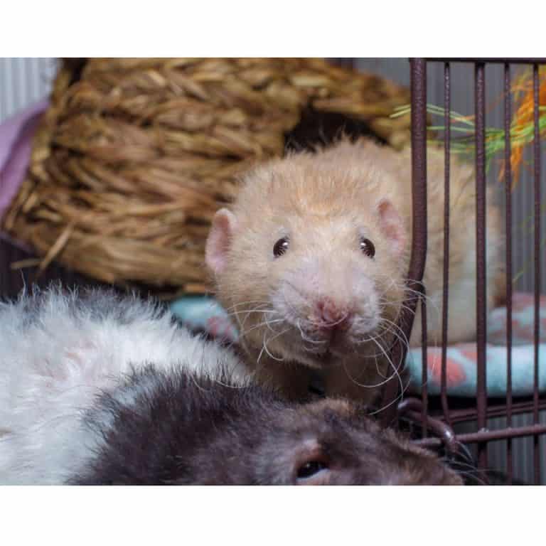 Rodent Friends A Place To Learn About Pet Rats, Hamsters, Rabbits And