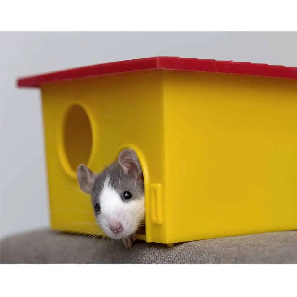What Are Dwarf Rats Thumbnail