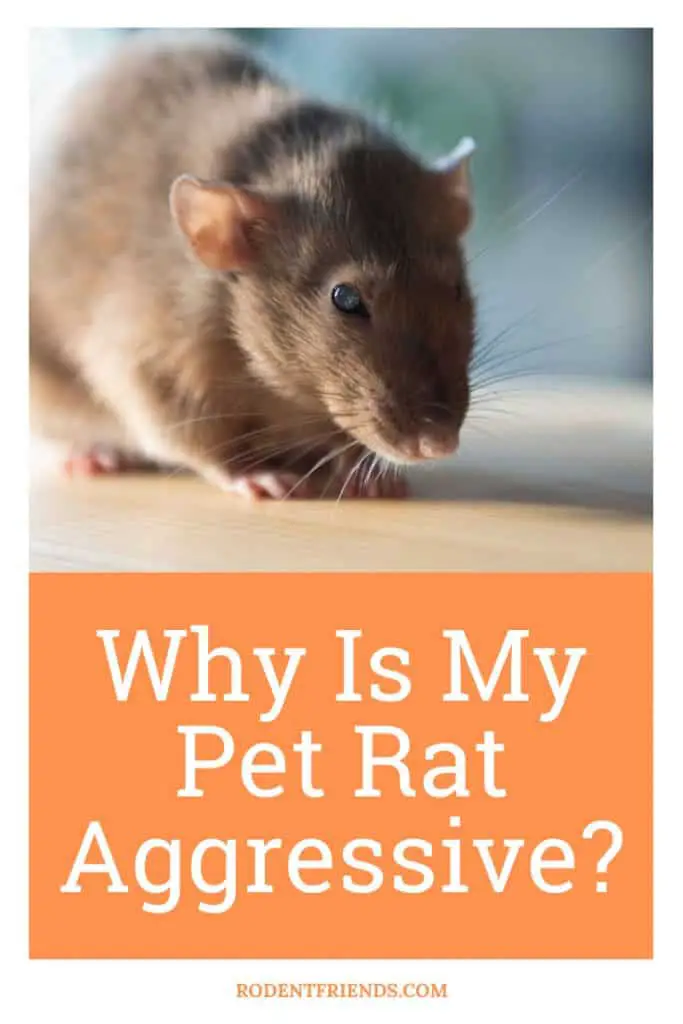 why is my pet rat aggressive, pinterest cover