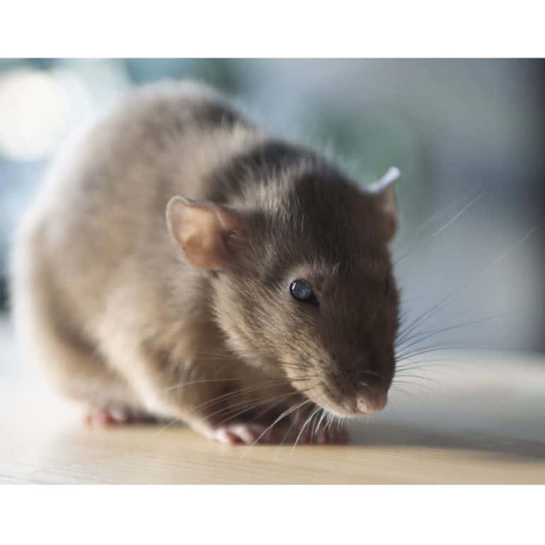 9 Pet Rat Tricks to Teach Your Fancy Rat Rodent Friends