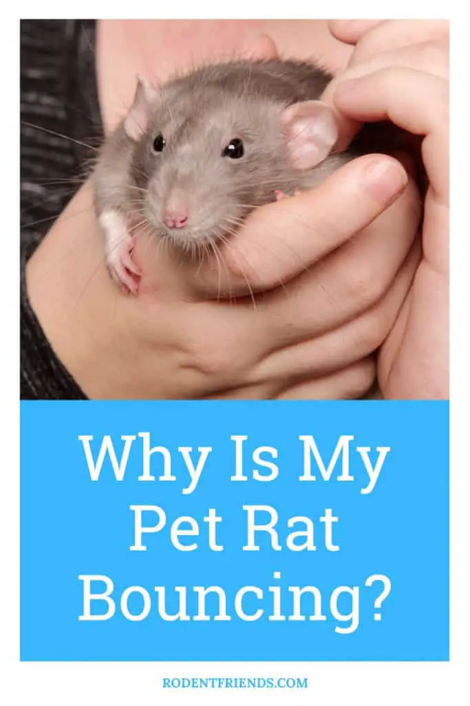 why is my pet rat bouncing, zoomies, pinterest cover