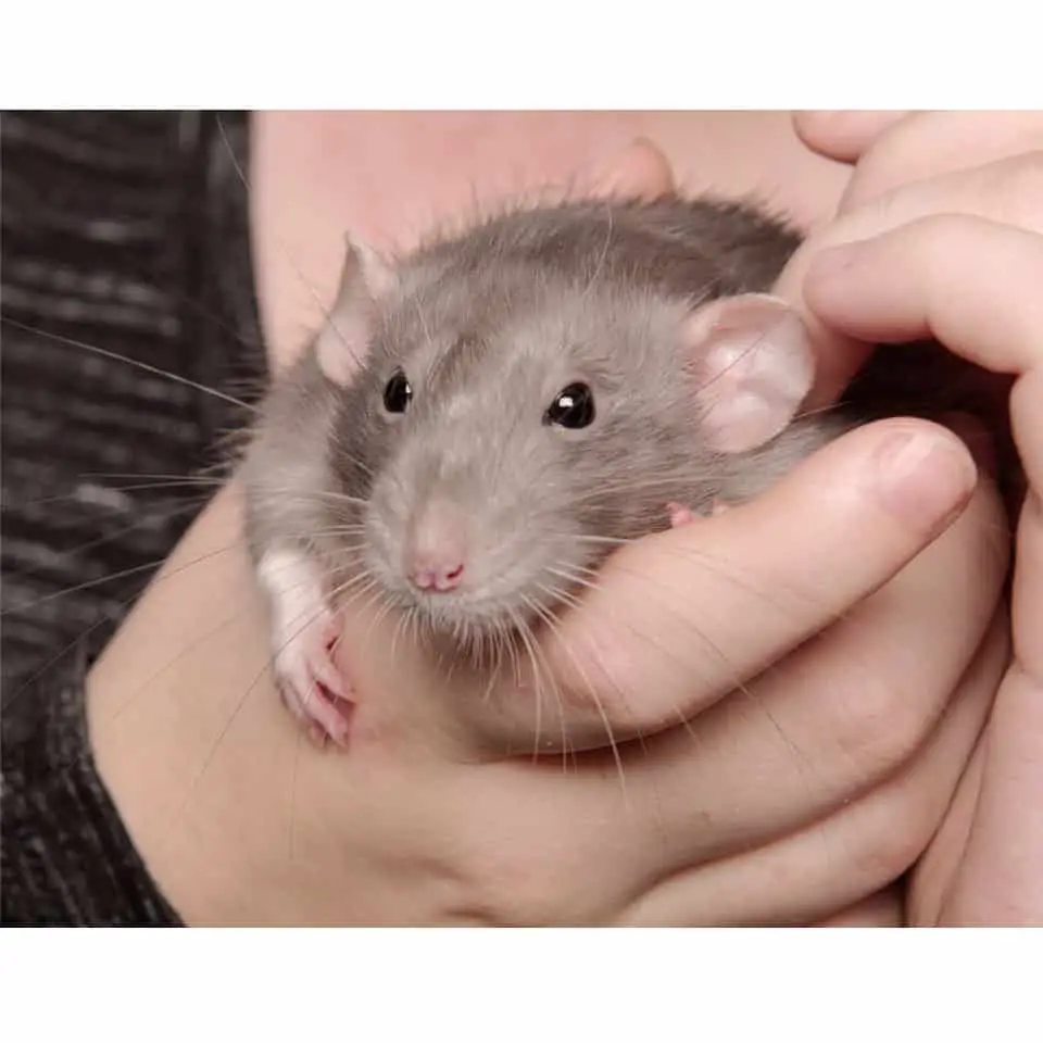 Why Is My Rat Bouncing Thumbnail