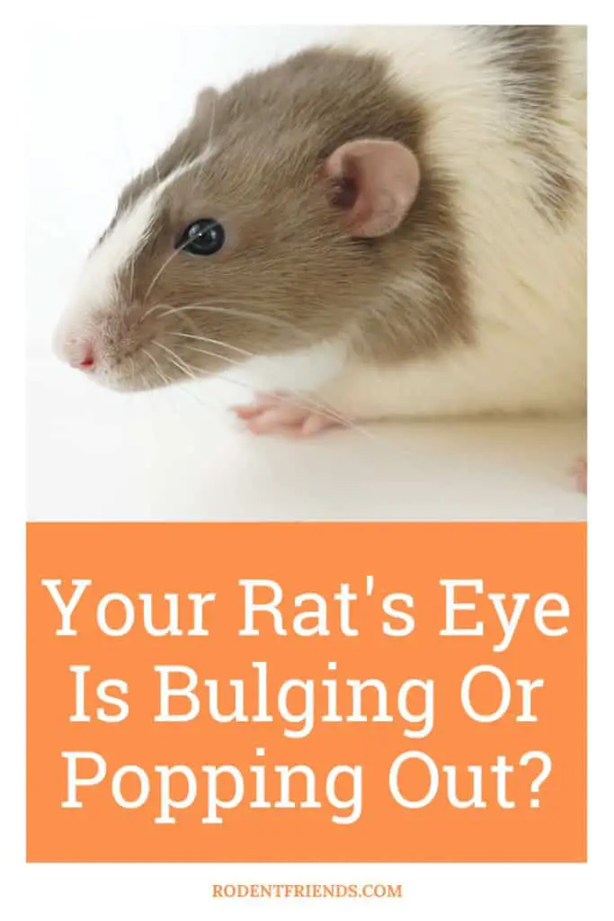 your rat's eye is bulging or popping out, do this, pinterest cover