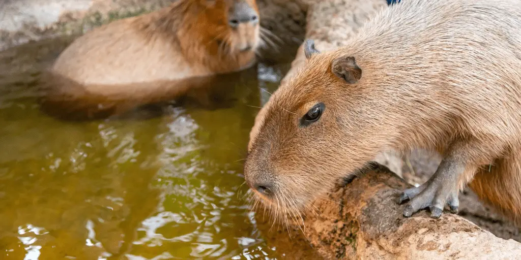 capybaras are one of the world's largest pet rodents!