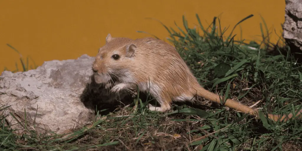 a pretty small rodent, the mongolian gerbil is an adorable little creature