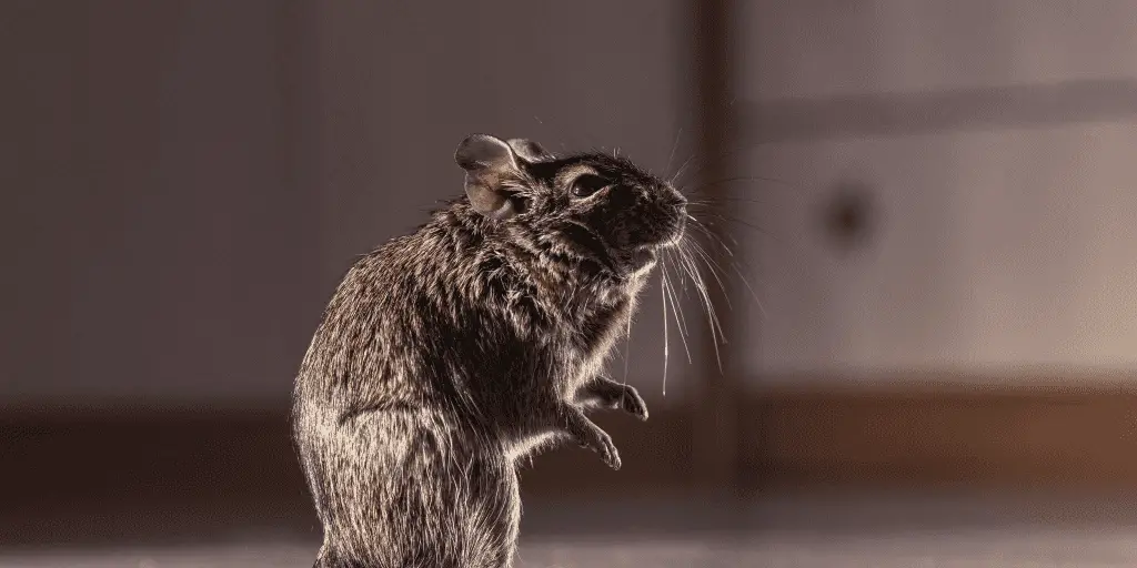 the common degu, a wonderful rodent