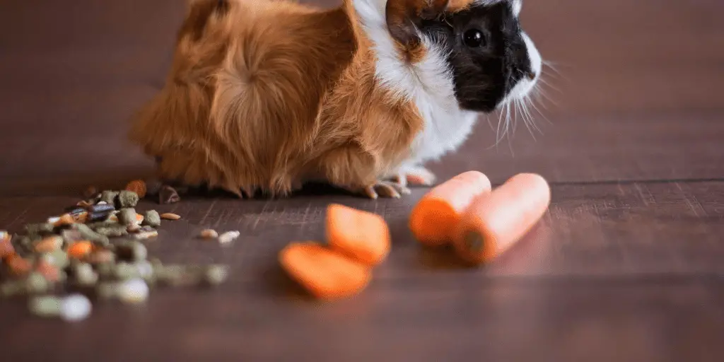one of the most popular rodents around, a guinea pig