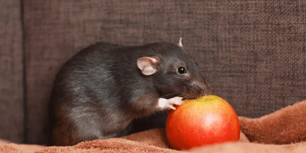 dumbo rats are one of the largest pet rat breeds in the world