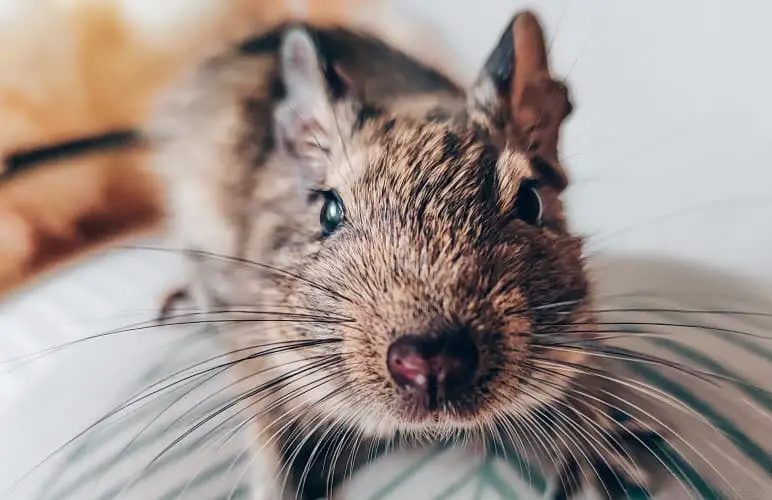 a degu is a great alternative to a pet rat, degu staring at the camera