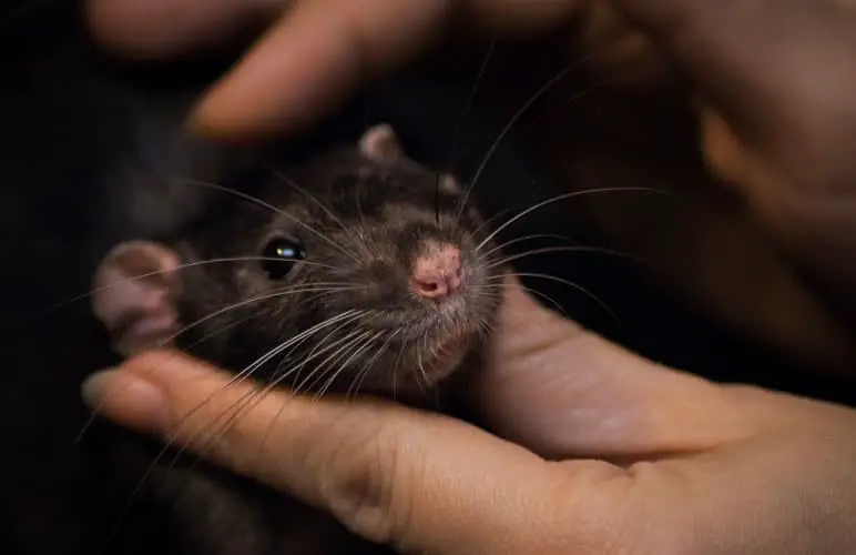 naming a pet rat being held by a human