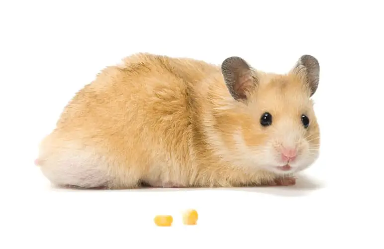 syrian hamster staring at the camera, a great alternative to pet rats