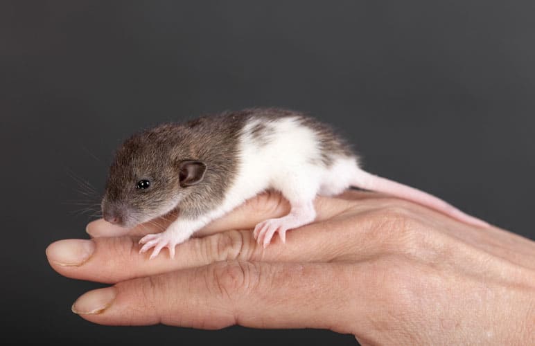 baby harley rat on top of a hand